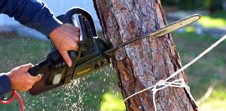 Best Tree Trimming and Pruning  in Mariemont, OH