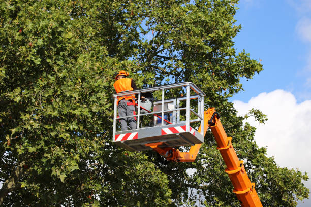 Best Grass Overseeding  in Mariemont, OH