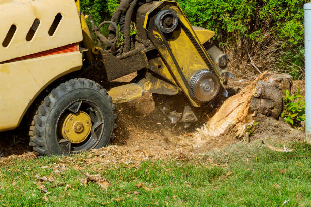 Best Tree Removal  in Mariemont, OH