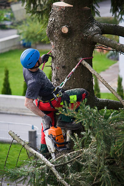 Best Stump Grinding and Removal  in Mariemont, OH