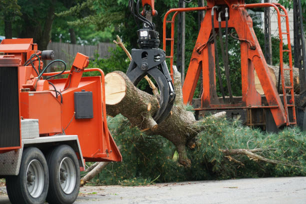 Best Tree Mulching  in Mariemont, OH