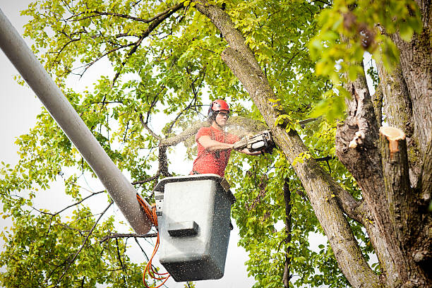 Best Tree Disease Treatment  in Mariemont, OH